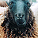 Profile Picture of Shuhei Kumamoto (@kumashu) on Flickr