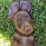Profile Picture of 🐾 Diesel the Dachshund 🐾 (@life.of.diesel.the.dachshund) on Instagram