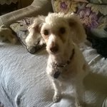 Profile Picture of Paula Maniscalco (@paula_maniscalco) on Instagram