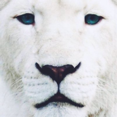 Profile Picture of Angus Stuart Prince (@KazamaASP) on Twitter