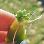 Profile Picture of Heather Hendrickson (@heather_amateurlysuccs) on Instagram