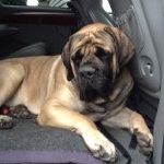 Profile Picture of Maddie Greenleaf (@bobtheawsome) on Instagram