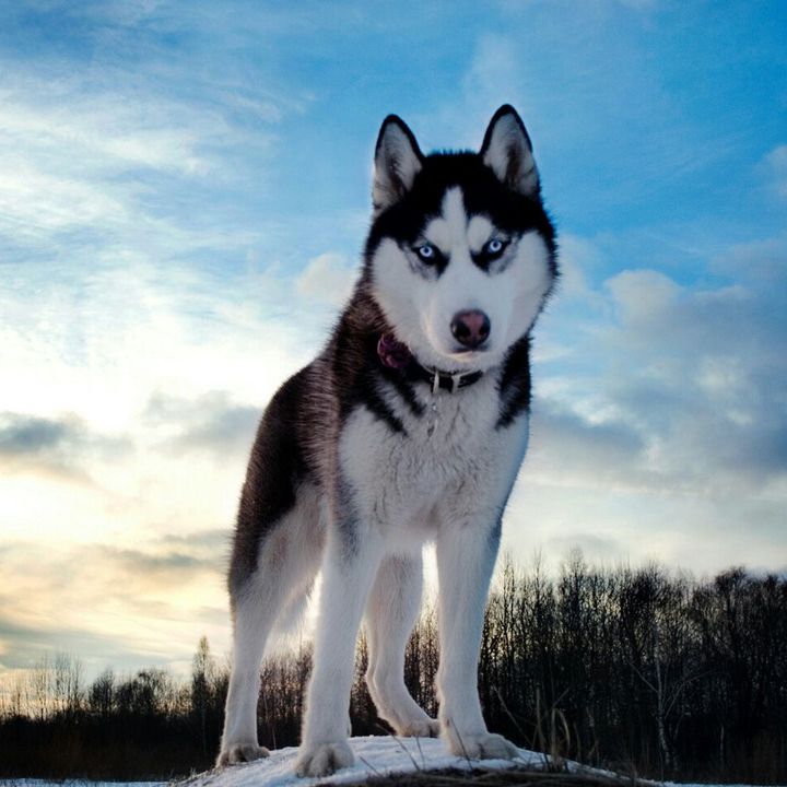 Profile Picture of jeremyvanvliet (@jeremybrugklas) on Tiktok