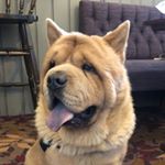 Profile Picture of Chester 🐻🦁 (@chesterthechow) on Instagram