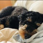 Dexter McFarland - Instagram Profile Picture of Dexter McFarland (@mcdexterdoodle) on Instagram