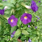 Profile Picture of Ar Riana (@Ar-Riana) on Facebook