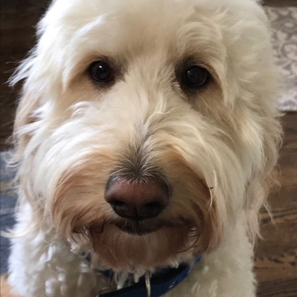 Profile Picture of Lois Miesbach (@loisam) on Poshmark