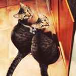 Profile Picture of Bonnie & Clyde 😻😻 (@two_tabby_cats_in_madrid) on Instagram