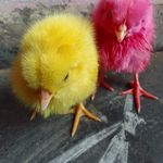 Gandikota Appanna - Instagram Profile Picture of Gandikota Appanna (@appanna.gandikota) on Instagram