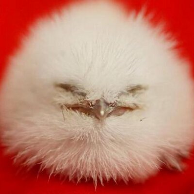 Profile Picture of Alexander wehr (@Alexanderwehr1) on Twitter