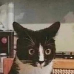 Profile Picture of mark_shternberg (@mark_shternberg) on Tiktok