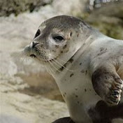 Jason Piggott - Youtube Profile Picture of Jason Piggott (@jasonpiggott5895) on Youtube