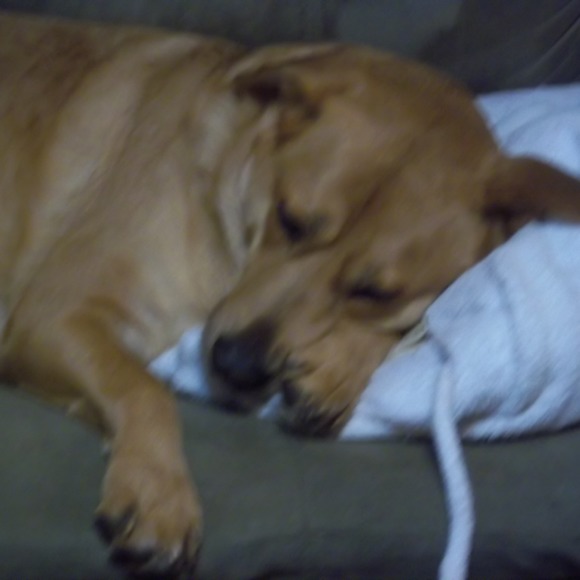 Profile Picture of Gabby Baliles (@gottadoo) on Poshmark