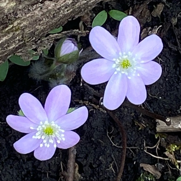 Profile Picture of Sky Tillou (@sky_tillou) on Poshmark