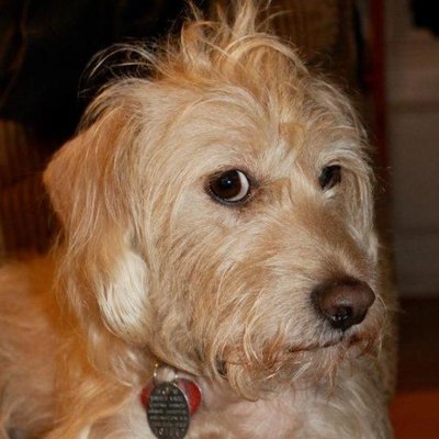 Profile Picture of Mark Copeland (@standardcandl) on Twitter