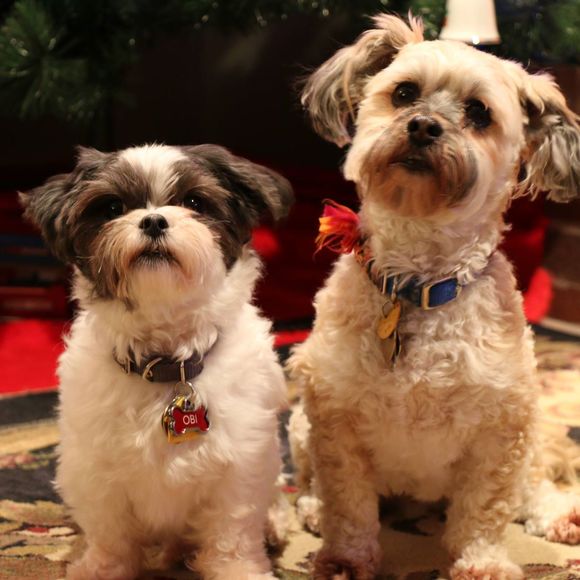 Profile Picture of Candy Kupinski (@cckupinski) on Poshmark