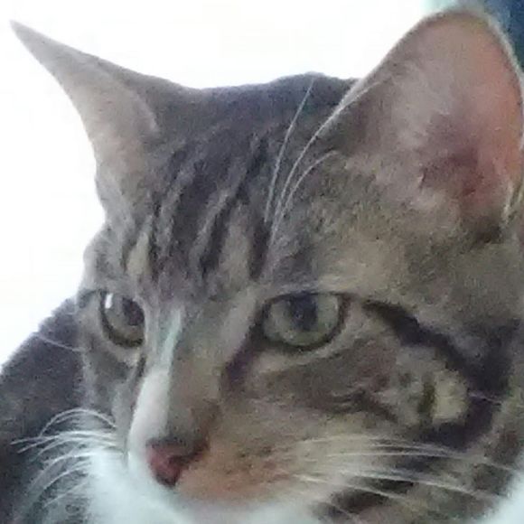 Profile Picture of Diane Lizardi (@codychel) on Poshmark