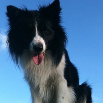 Profile Picture of Marc Groen (@1buzzard1) on Twitter