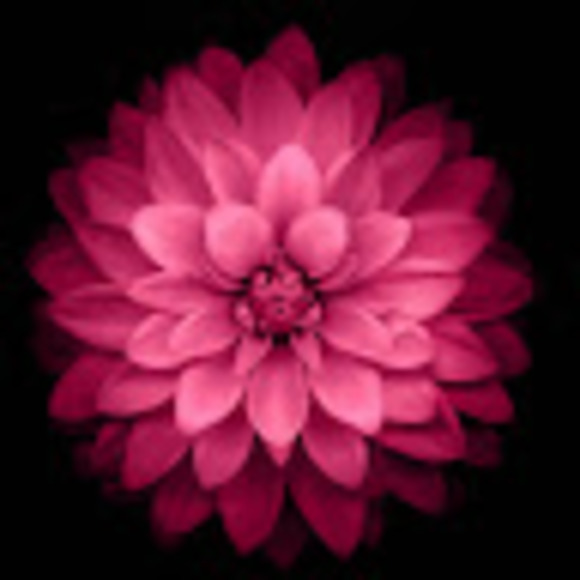 Profile Picture of Brandi Kayler (@brandikayler) on Poshmark