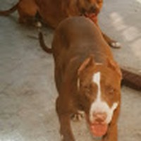 Profile Picture of Cyril Smith (@cyril-smith-33) on Quora