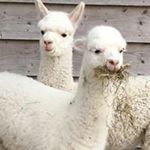 Profile Picture of Julia Corrigan-Stuart (@juliacorriganstuart) on Instagram