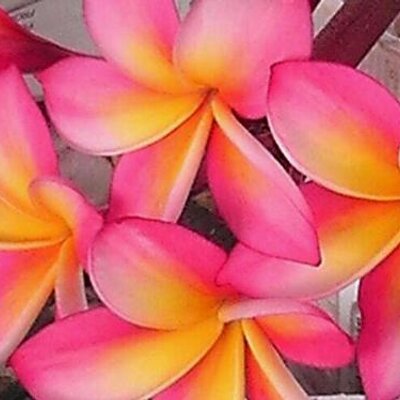 Profile Picture of Christina Schone (@cschone44) on Twitter