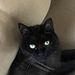 Profile Picture of Ananth Shenoy (@ananth0355) on Pinterest