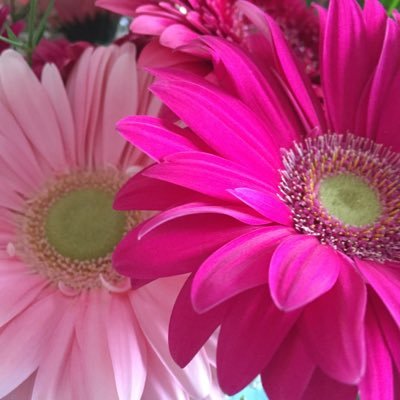 Profile Picture of Renée-Anne Ouellet (@ouellet_renee) on Twitter