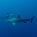 Profile Picture of Carl-Etienne Nault-Cloutier (@cenc_raven) on Instagram