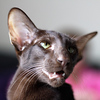 Profile Picture of steven justice (@lotusteve) on Flickr