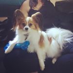 Profile Picture of Kristine D'Angelo (@nipplesthepapillon) on Instagram