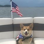 Profile Picture of Scott Whitmore (@corgibuttsgonenutts) on Instagram