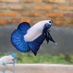 Profile Picture of BNG HEN_betta41 (@bng_hen_betta41) on Instagram
