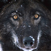 Profile Picture of Julia Wolfe (@juliawolfe2175) on Youtube