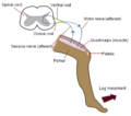 Profile Picture of Patellar reflexon Wikipedia