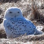 Profile Picture of Marilyn Smith Barone (@msmithbar1) on Instagram