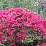 Toni DeVries - Instagram Profile Picture of Toni DeVries (@tonidevries) on Instagram