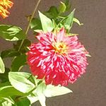 Profile Picture of __lidia_cordova (@__lidia_cordova) on Instagram