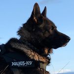 Profile Picture of Roy Henning Ånestad (@royhenninganestad) on Instagram