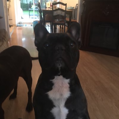 Profile Picture of Pro Gamer (@DavidPupilli) on Twitter