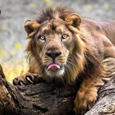 👑 DUKE OF OFFA LAND  👑 - Twitter Profile Picture of  👑 DUKE OF OFFA LAND  👑 (@JACOB_OS) on Twitter