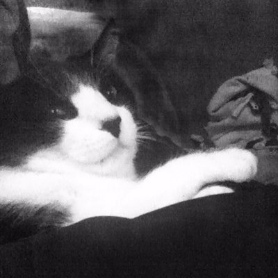 Profile Picture of Stephen Lacosse (@kittycatloveys) on Twitter