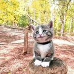 Profile Picture of Adam Rosman (@rosman.adam) on Instagram