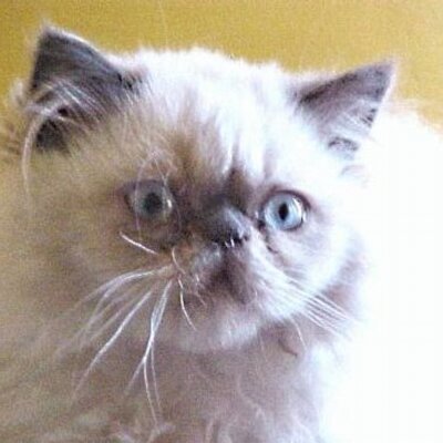 Profile Picture of JOSE IGNACIO MORONI (@JIM804) on Twitter