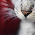 Profile Picture of Nathalie Niquette (@nathalieniquette) on Flickr