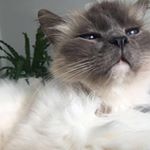 Profile Picture of Shadow Prince Kenny Jonathon (@shadow.prince.kj) on Instagram