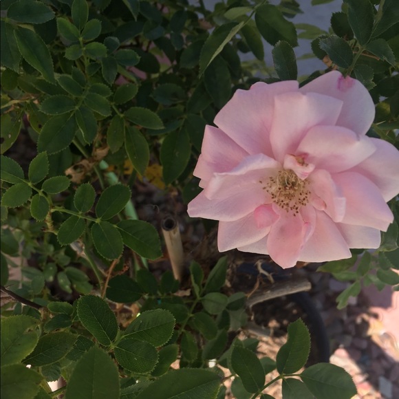 Profile Picture of Lena Nguyen (@lenacnguyen) on Poshmark