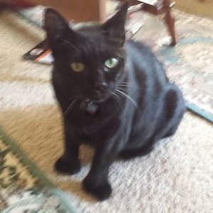 Profile Picture of Stephen Ace Gori (@gori_ace) on Twitter