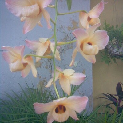 Profile Picture of Eli Cuevas (@elicuevas2014) on Twitter