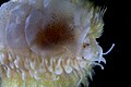 Profile Picture of Eunoe etheridgeion Wikipedia